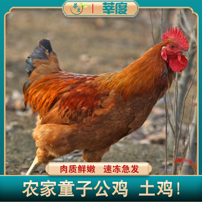 农家散养童子鸡土鸡跑地鸡 鲜杀新鲜鸡肉 冷链发货 约700g*3只装2