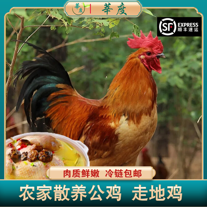 农家散养大公鸡  拍1发2 土鸡柴鸡笨鸡 顺丰冷链 新鲜现杀鸡肉