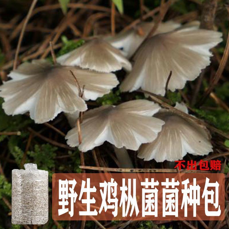 云南鸡枞菌野生菌种不出包赔伞把姑三塔菌四季菌种家庭室内阳台