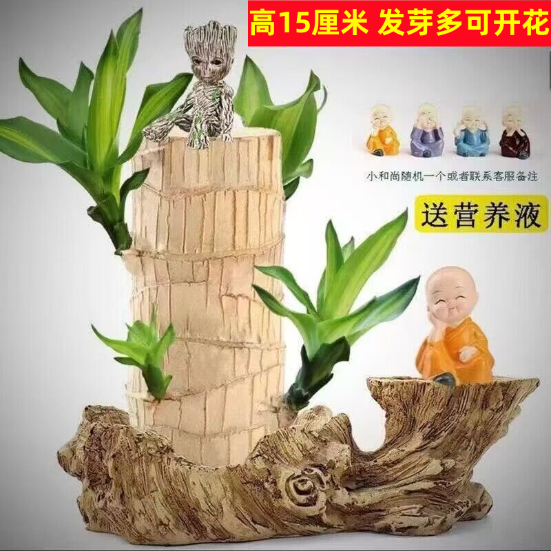 室内【15高大号巴西木】巴西木格鲁特水培室内好养摆件四季青绿植花
