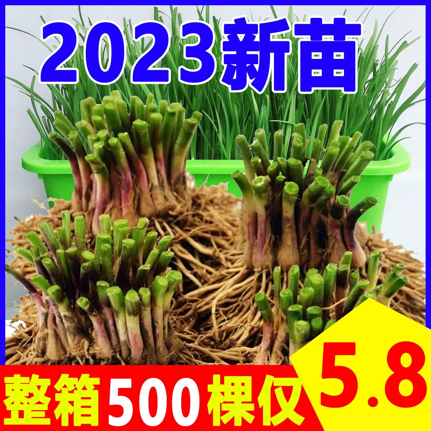 【特价】宽叶韭菜根苗紫根四季栽种蔬菜易成活阳台庭院种植基地直发
