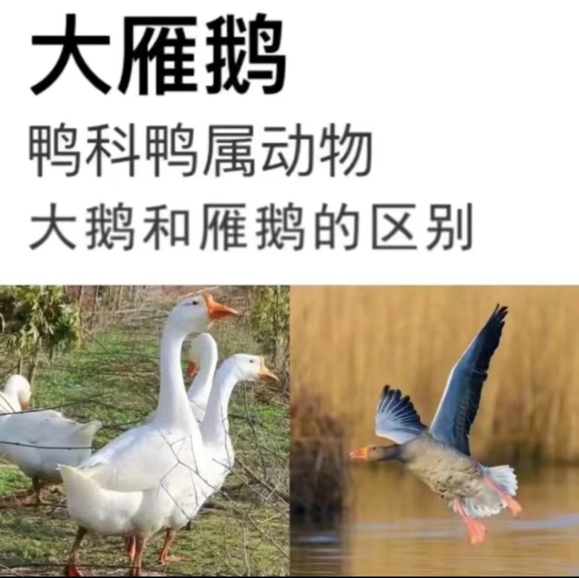 【农家散养大雁鹅】现杀整只处理干净 拍一只送一只含箱重量8-10斤。