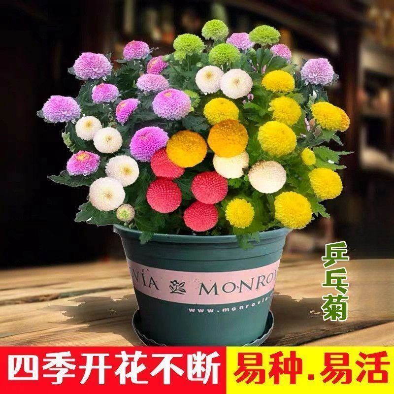 乒乓菊花种籽子四季开花易活花卉室内阳台植物乒乓球菊五彩种子