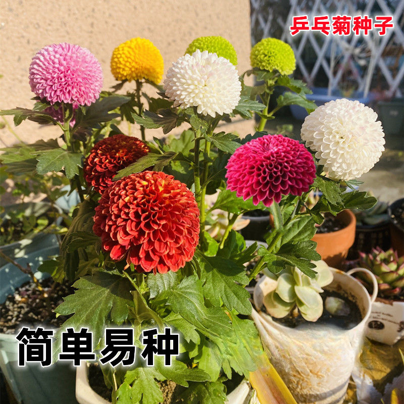 乒乓菊菊花种子花籽球行四季易种活室内外阳台鲜花盆栽种子