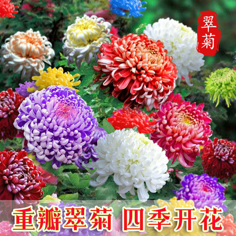 翠菊大花四季播种阳台庭院盆栽活花卉种子