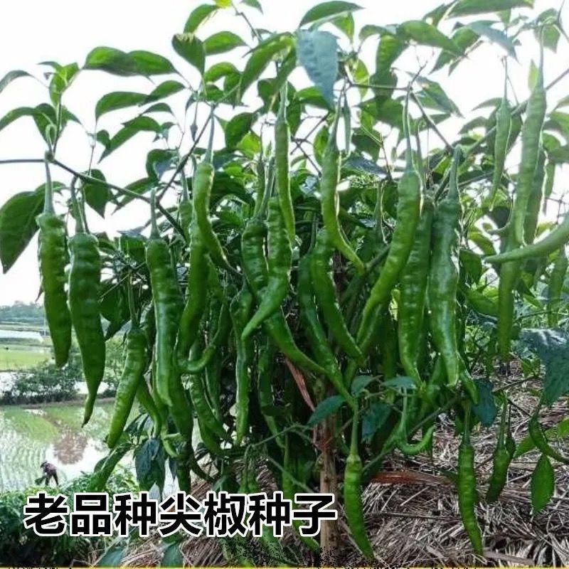 湖南本地辣椒种子自家留种老品种辣椒种子香辣长线椒种籽可留种籽