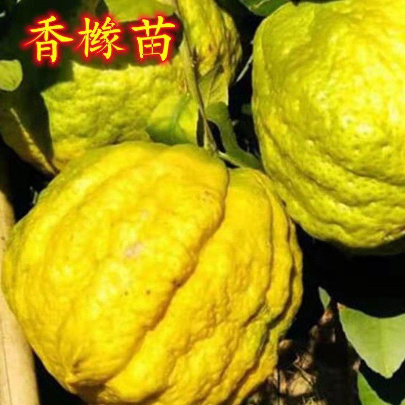 云南香橼树苗盆栽庭院阳台四季常绿名贵药材水果盆栽地栽香橼树苗