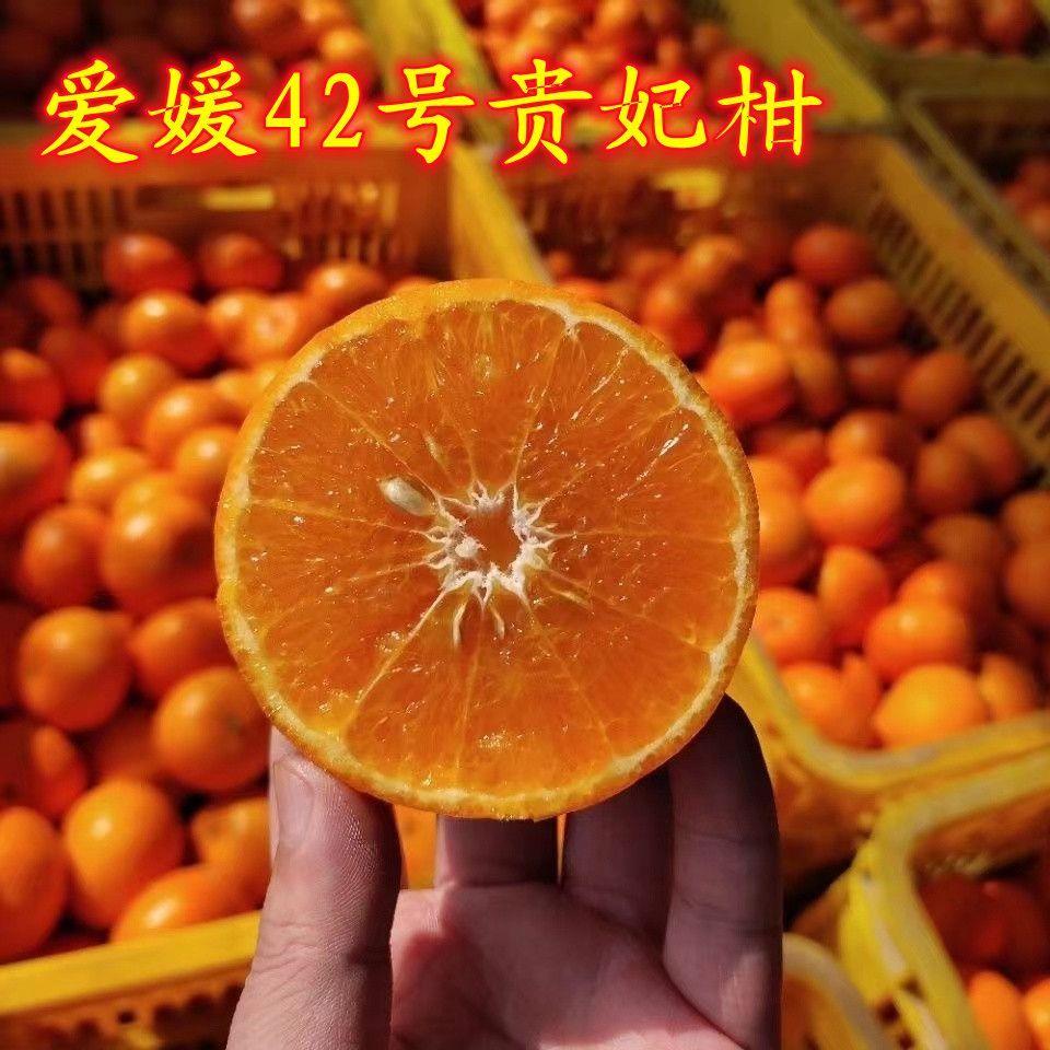 爱媛42号贵妃柑正宗四川嫁接柑橘苗盆栽地栽南北方种植橘子苗果树