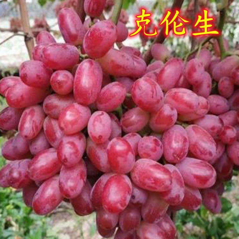 正宗克伦生葡萄树苗 无籽红提葡萄树苗南方北方种植当年结果树苗