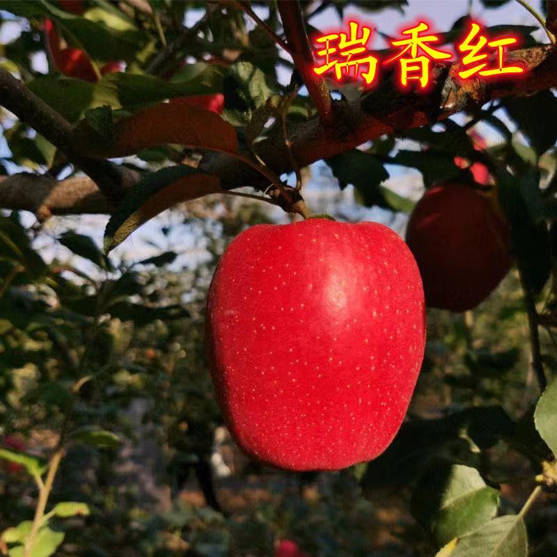 新品种瑞香红苹果苗当年结果南北种植嫁接晚熟瑞香红苹果树苗