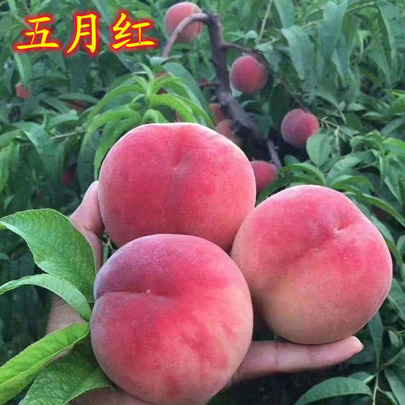 极早熟桃树苗五月红嫁接水蜜桃甜脆特大果南北方种植当年结果地栽