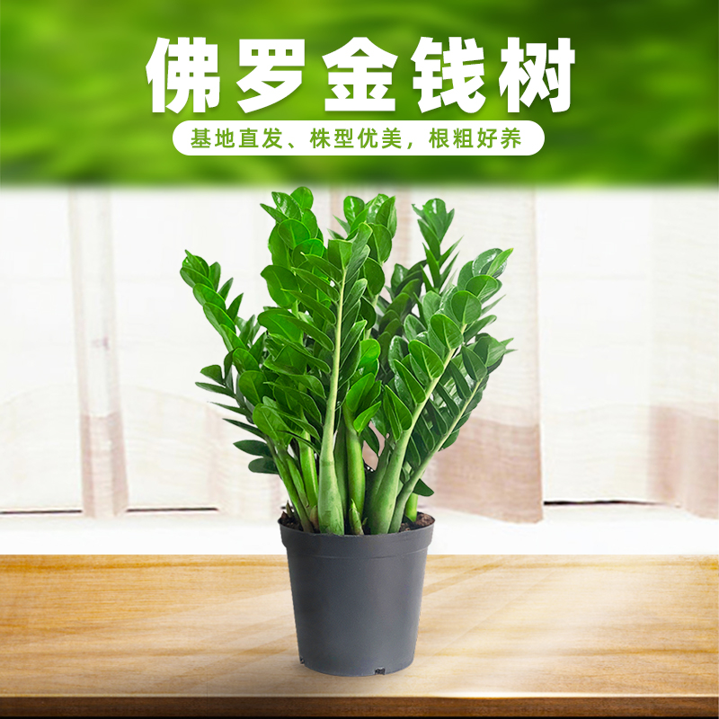 佛罗金钱树圆叶25绿植盆栽客厅落地式网红花卉植物摆件粉丝专享
