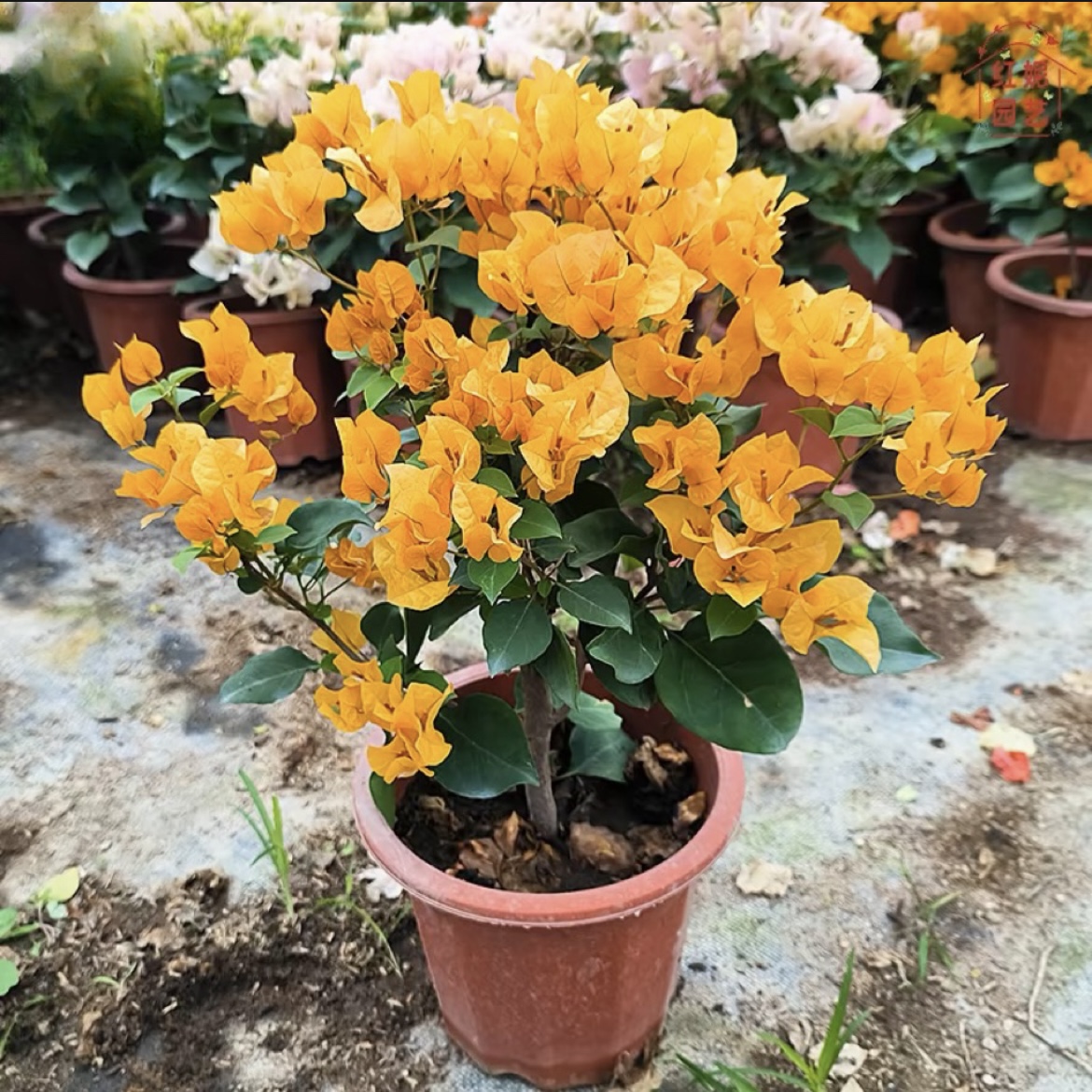 【加州黄】三角梅庭院扦插苗四季开花绿植盆栽好养阳台庭院爬藤花卉