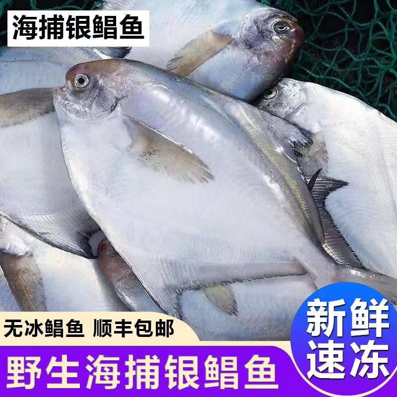 【今日福利】6斤野生海捕 新鲜速冻 深海银鲳鱼6条/斤 海鲜水产顺丰