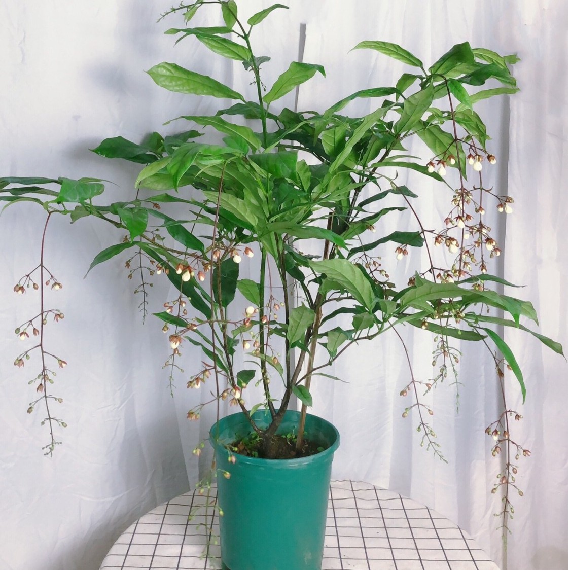 泰国垂丝茉莉仙气十足开花植物室内外木本植物