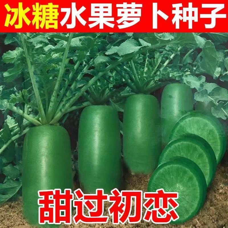 冰糖水果萝卜种子生吃脆甜农家蔬菜种孑四季播种阳盆栽绿萝庭院