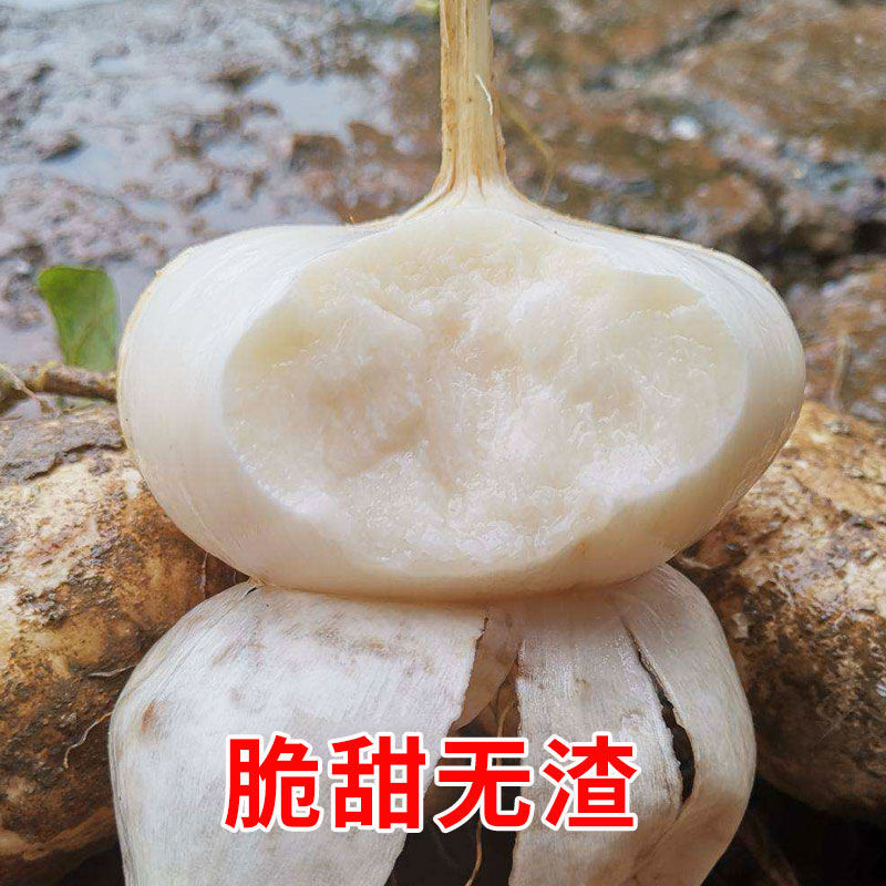 水果白地瓜凉薯种子早熟高产春秋播种凉薯地瓜种子蔬菜种籽