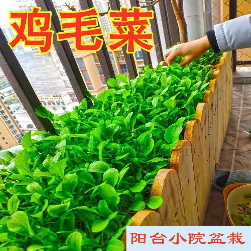 鸡毛菜种子四季播种抗热耐寒小白菜有机小青菜蔬菜种子