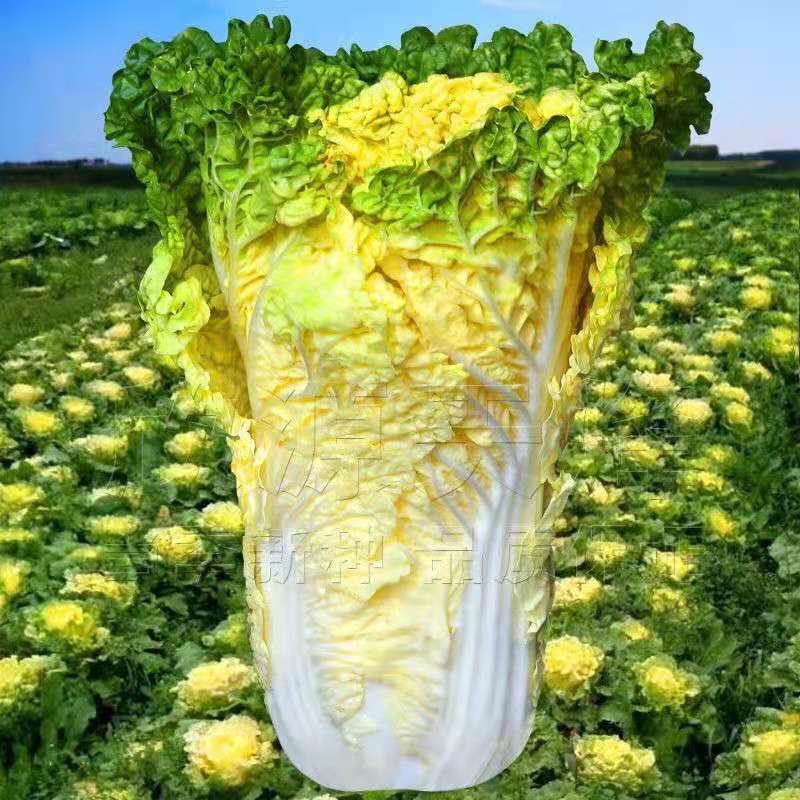 鸡蛋黄大白菜四季真好吃黄心菜快菜籽农家夏秋四季播蔬菜孑
