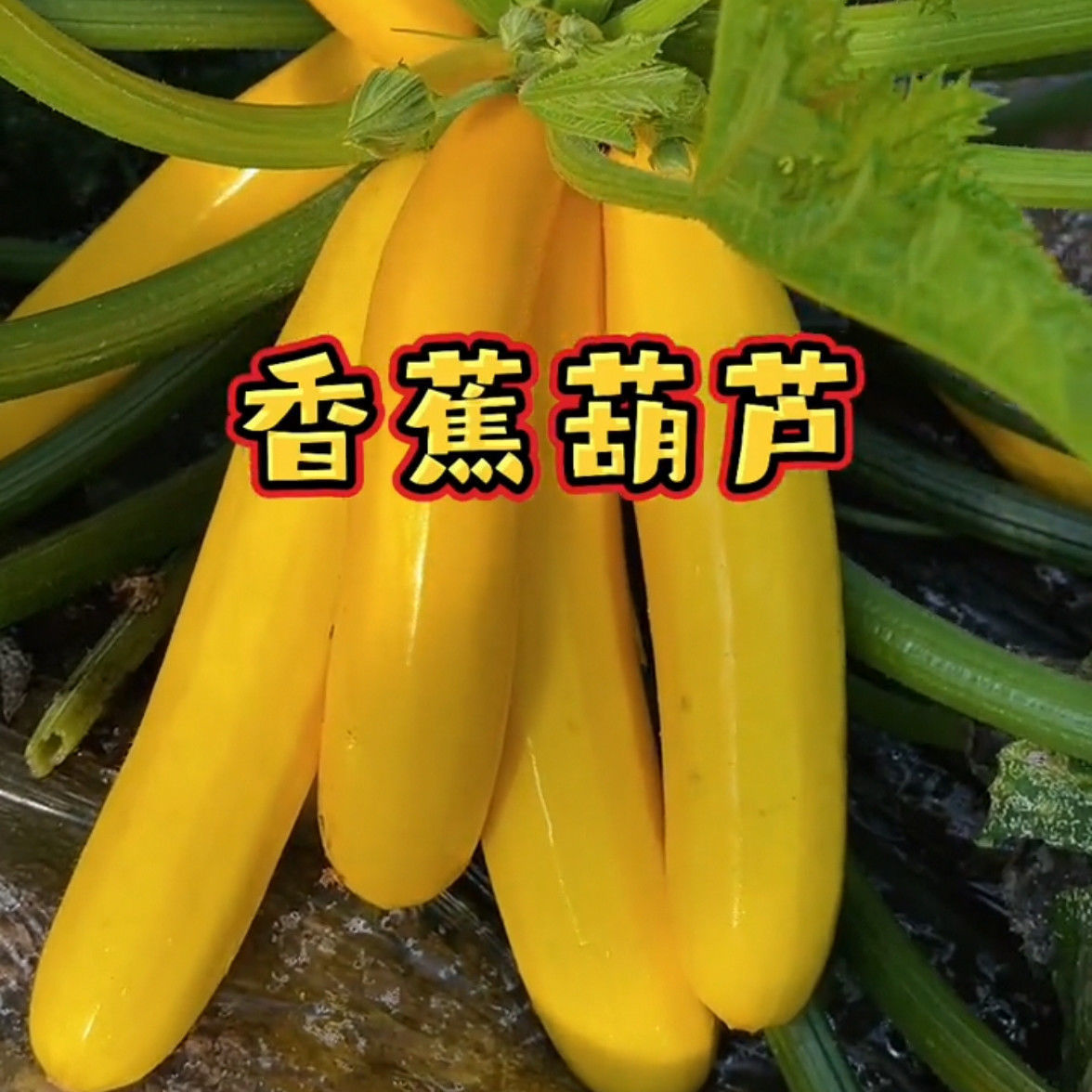 春季四季蔬菜种籽香蕉西葫芦种子水果型能生吃黄色西葫芦种籽