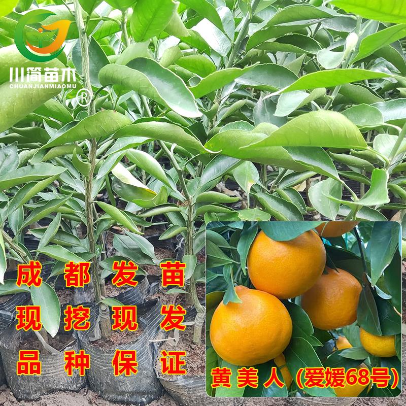 爱媛68号苗黄美人 新品种嫁接苗柑桔苗柑橘杯苗 果树苗木地栽盆栽