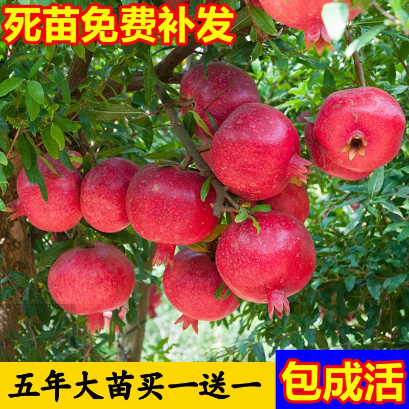 石榴树树苗突尼斯软籽盆栽地栽当年结果室内庭院特大甜石榴树果树