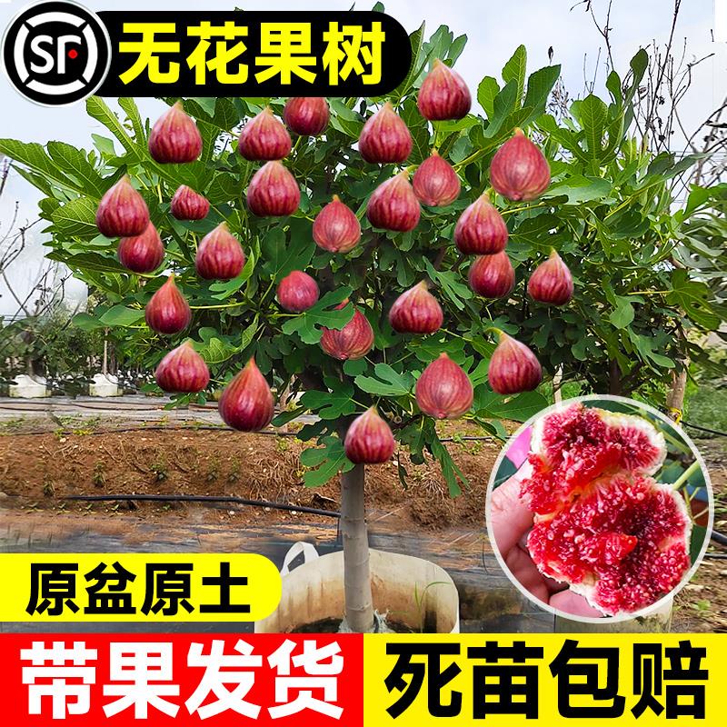 无花果树果苗带果矮化盆栽特大果波姬红金傲芬斯特拉无花果苗树苗