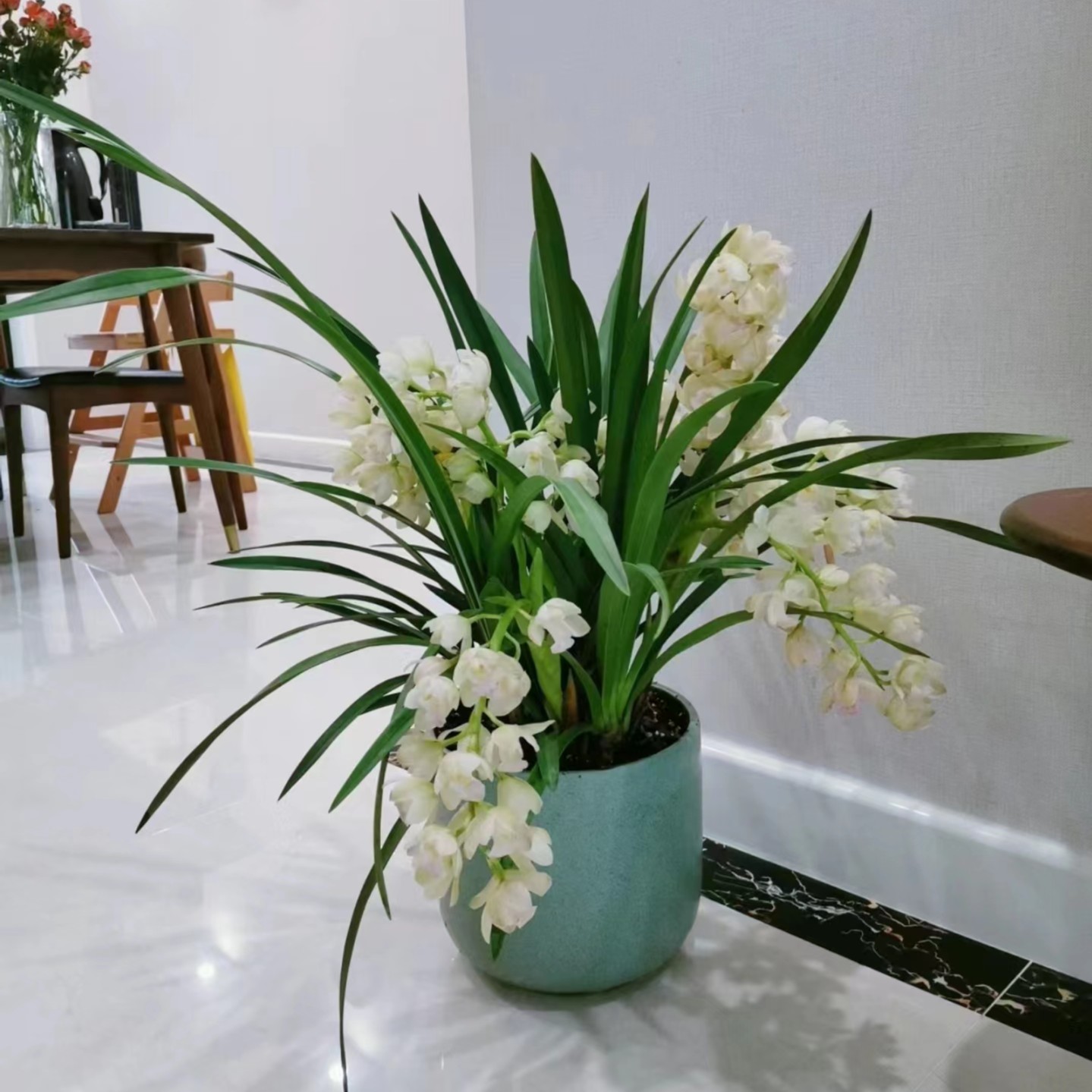 【白玉香兰】大花蕙兰桌面盆栽带花苞多花剑室内开花白绿色植株发货