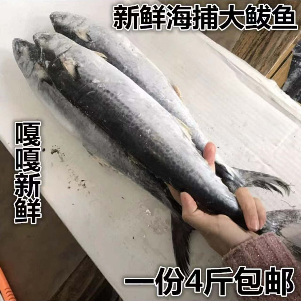 青岛新鲜海捕整条燕鲅鱼马鲛鱼燕鱼活鱼速冻无冰生鲜净重