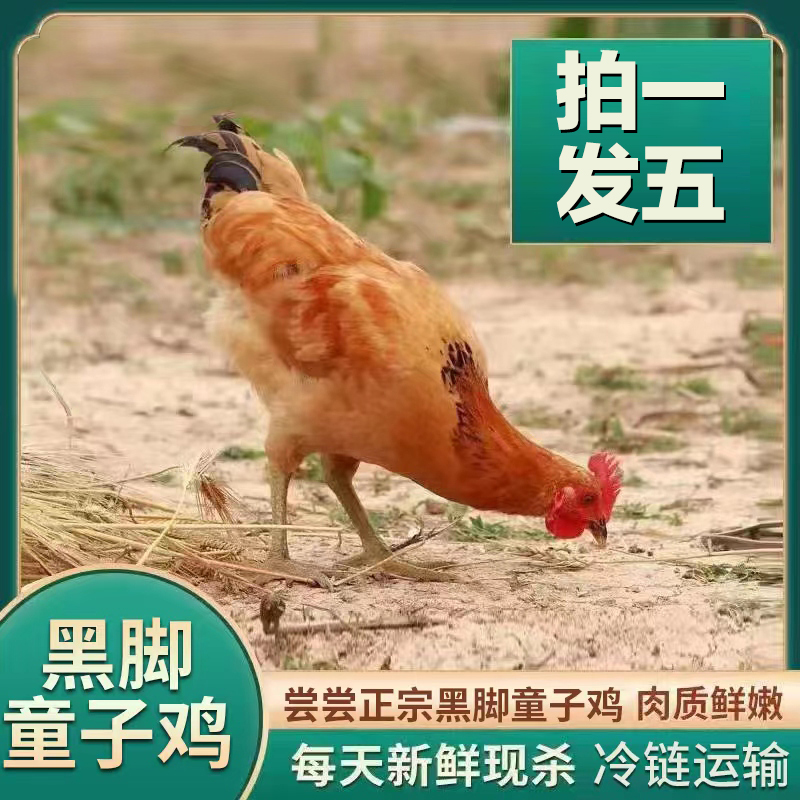 【安安】5只农家黑脚童子鸡 净膛发货 肉质鲜嫩单只净重1.3-2斤