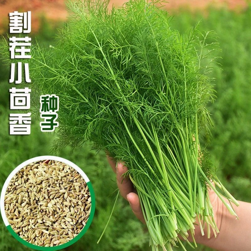 四季茴香种子割差茴香种子一年四季三茬连续采收小茴香蔬菜庭院