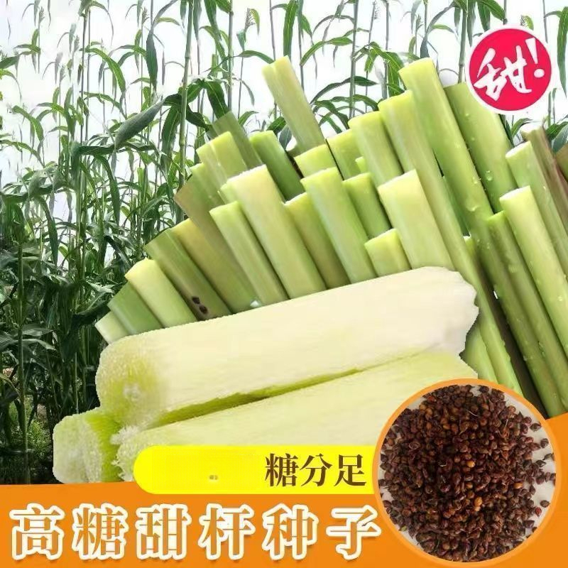 甜杆种子春夏秋季播甘甜多汁水果型甜高粱北方小甜杆甘蔗种籽
