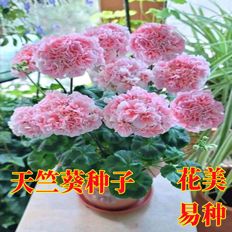 天竺葵种子春播四季种室内花卉种子阳台盆栽秋播多年生花籽