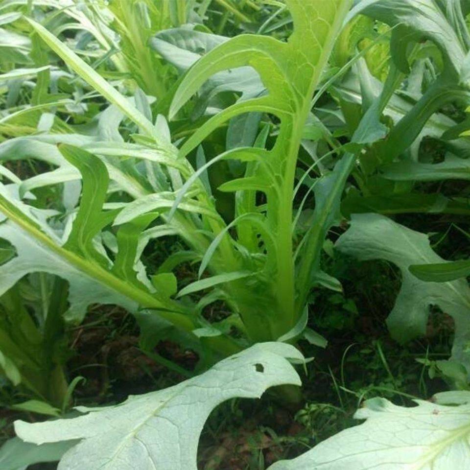 四季花芽甜麦菜种子油麦菜苦荞麦大牙甜麦菜种子耐热耐寒盆栽庭院