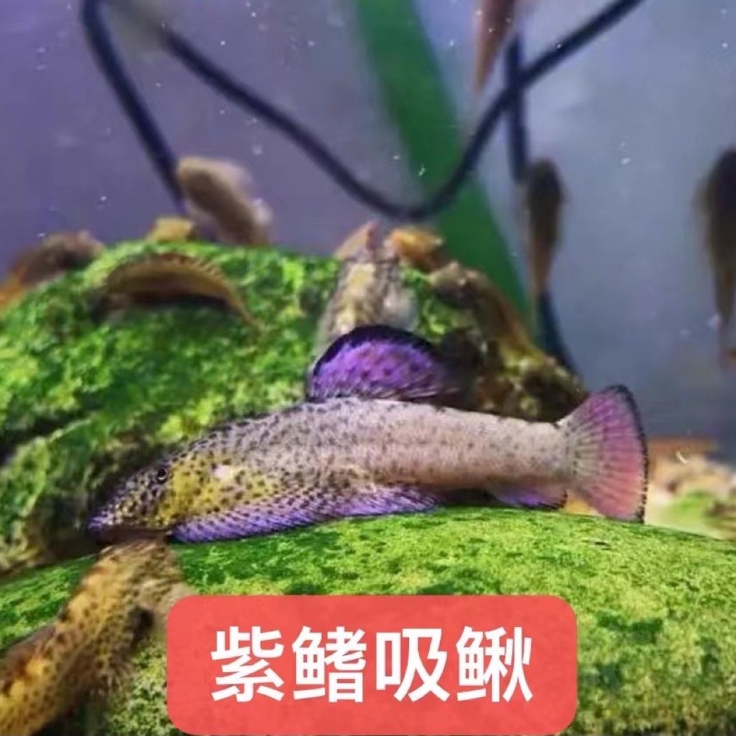 紫鳍吸鳅#圆斑吸鳅#长汀吸鳅