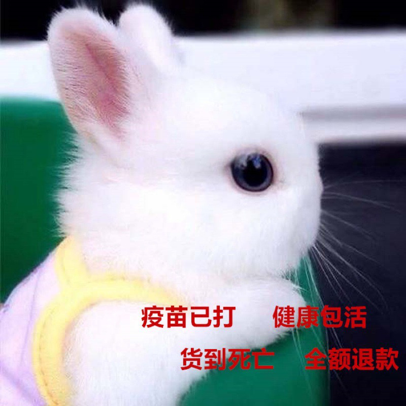 侏儒兔长不大血统侏儒包邮肉兔小兔子活货