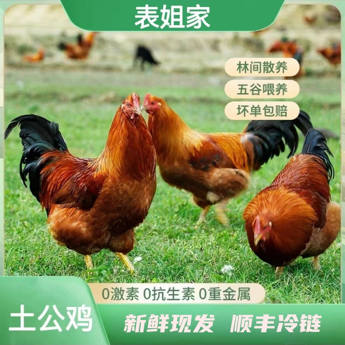 【表姐】现杀散养土鸡仔公鸡 黄脚 带内脏  净重2只5.6斤