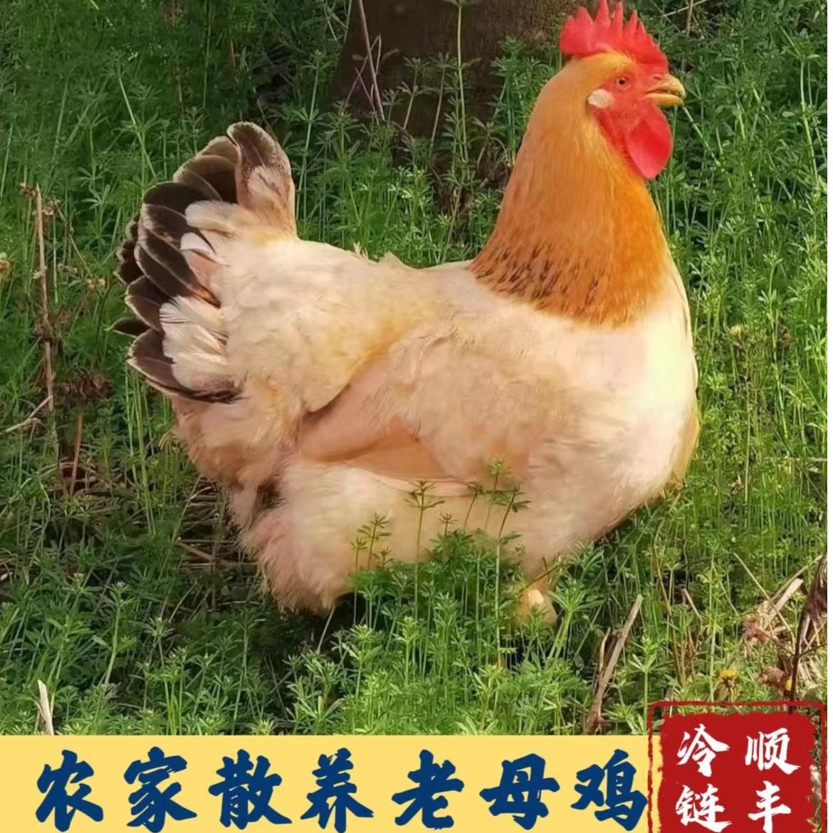 【春妮家】二只 放养土鸡黄油老母鸡 黄脚 净重共5斤以上