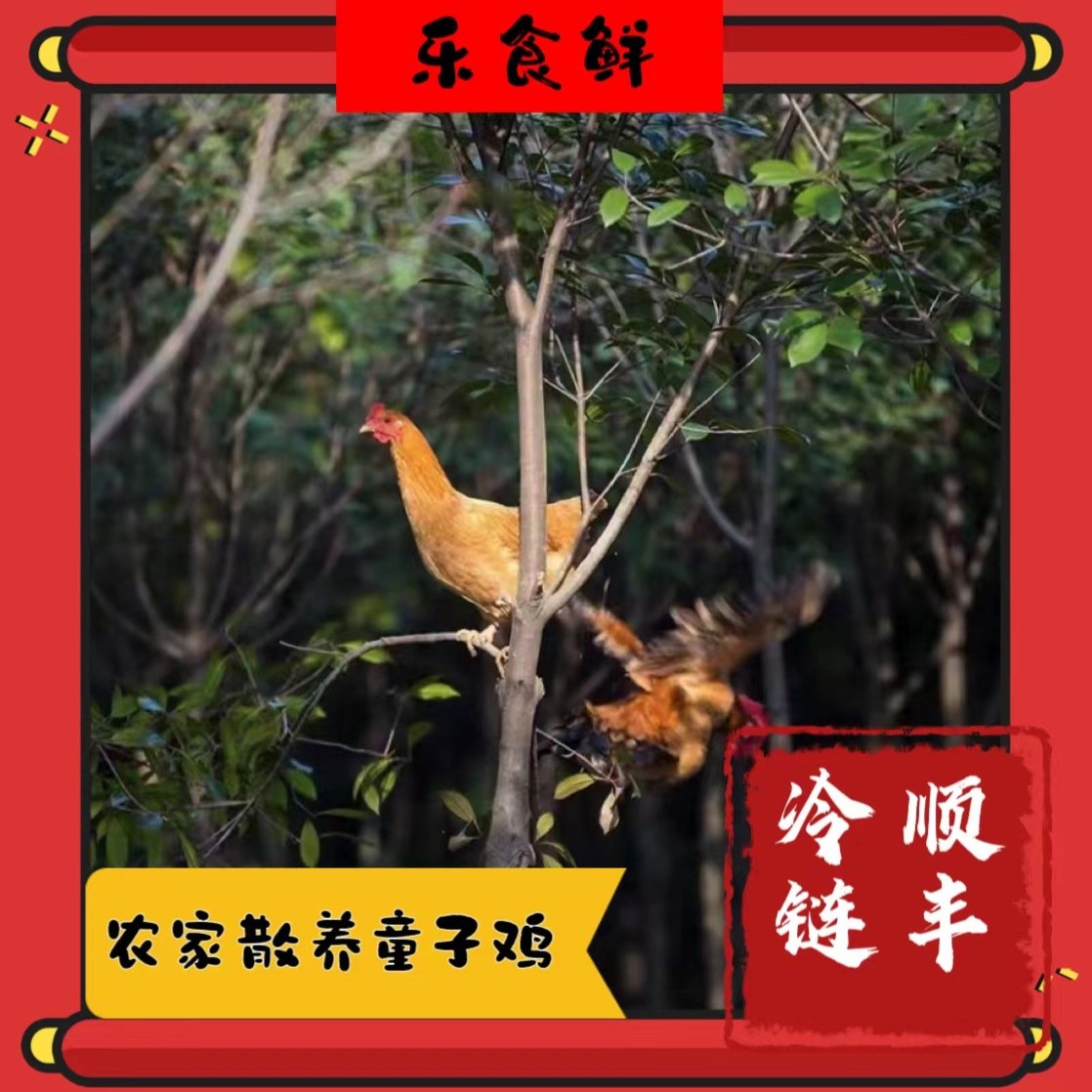 【耕心农场】放养小母鸡  拍一发二 净重共6斤以上
