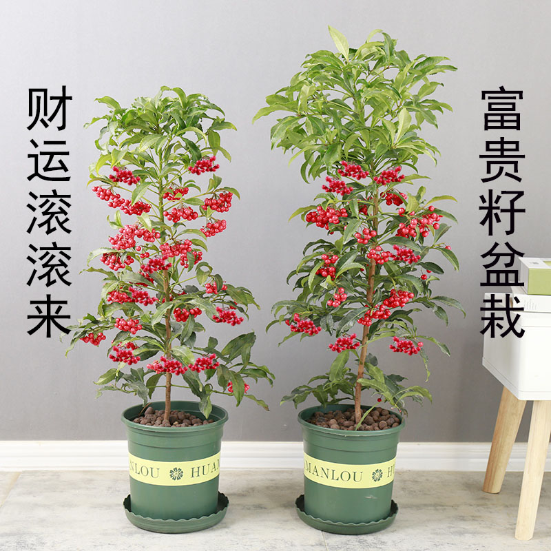 金玉满堂花 盆栽植物带果发货富贵籽盆栽黄金万两室内客厅绿植朱