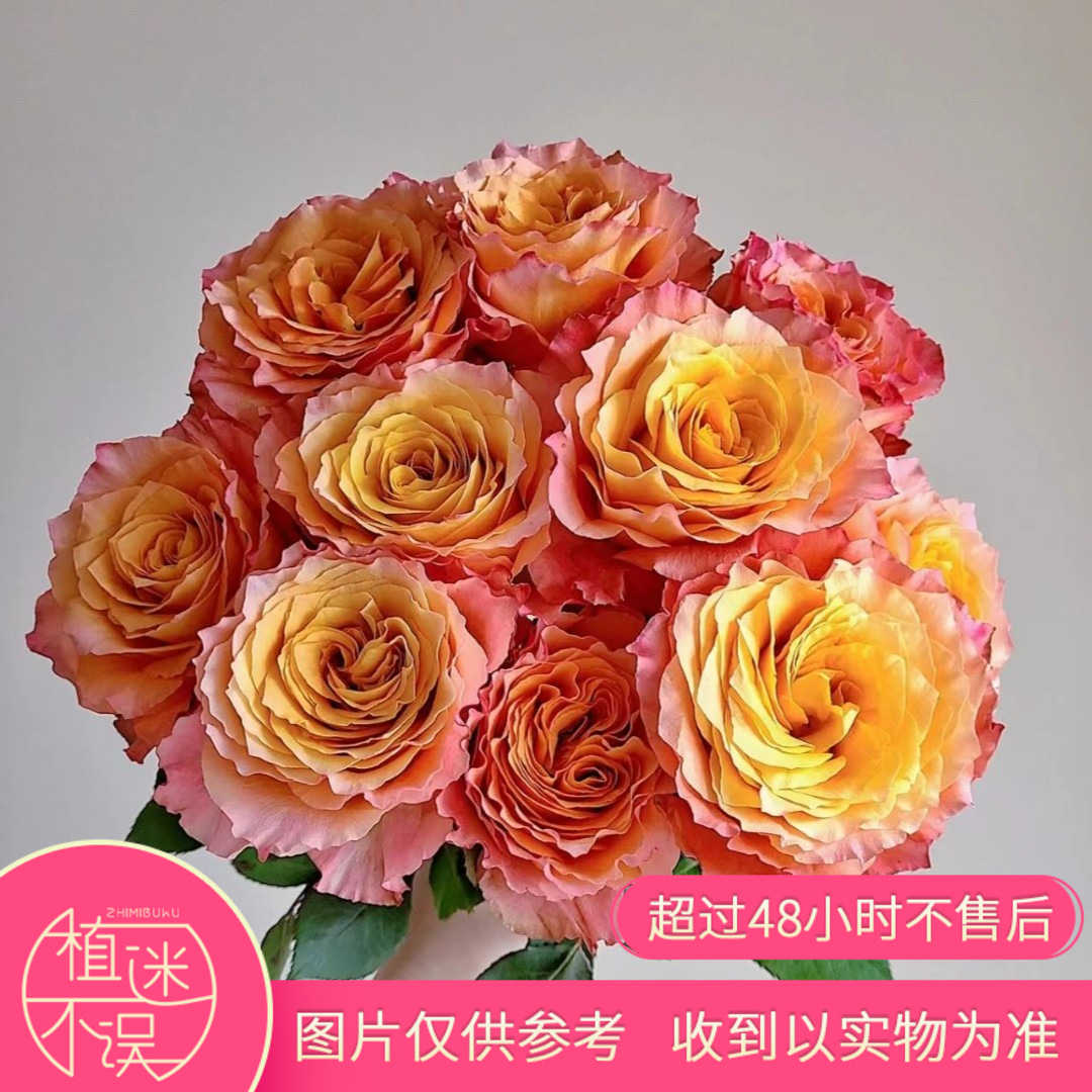 【植迷专属】多头火灵鸟奥斯汀玫瑰多头泡泡家庭水养插花养护云南