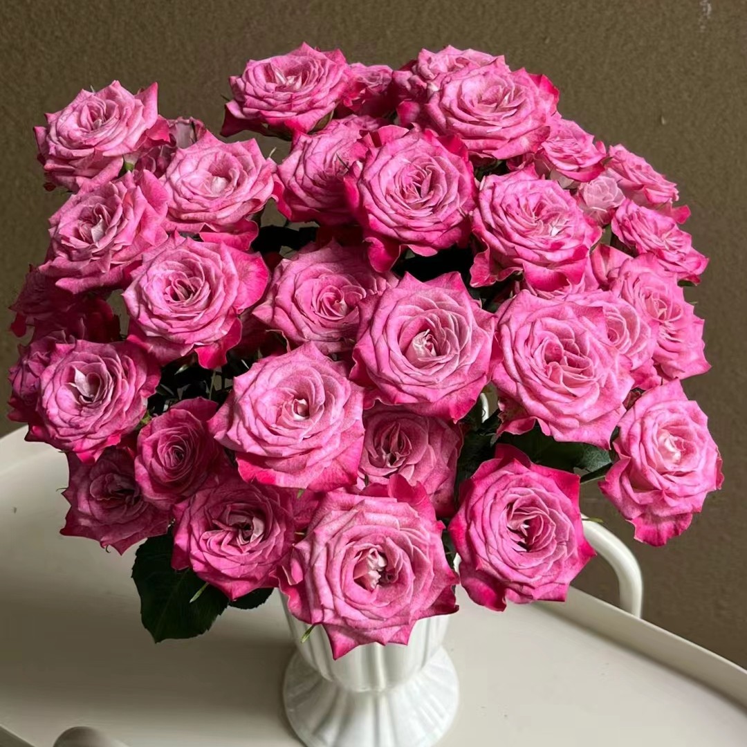 【植迷不误】花花g子玫瑰 美观花儿养护处理鲜活叶子温馨需要养开花