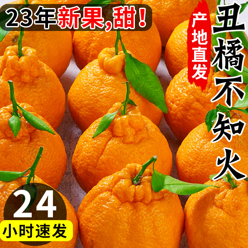 【现摘现发】四川正宗不知火丑橘新鲜采摘入口化渣脆甜爽口多汁皮薄