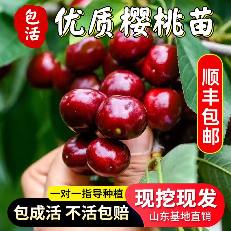 樱桃树树苗大樱桃苗种植盆栽南方樱桃果树大樱桃北方矮化树苗庭院
