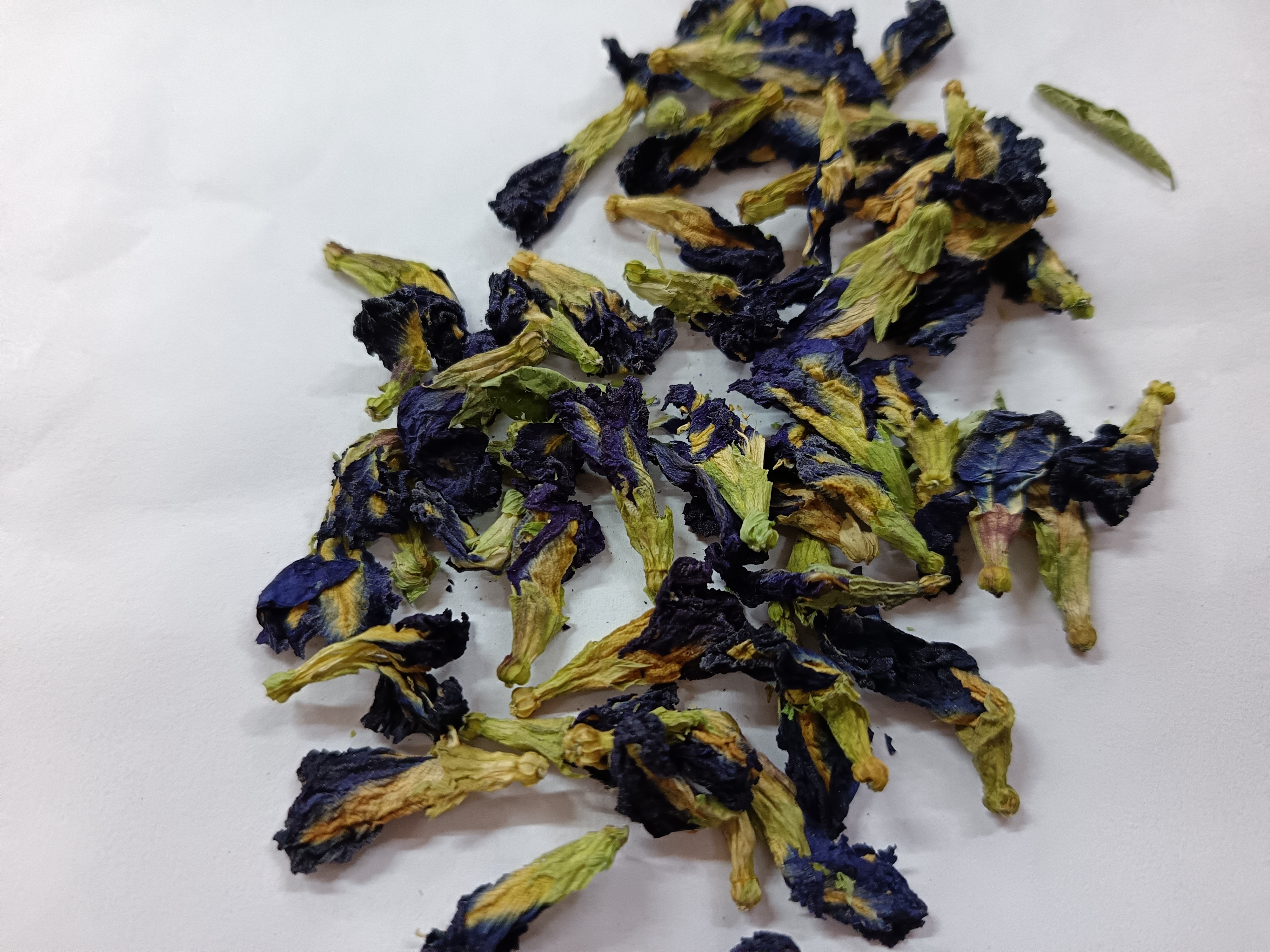 【袁治哥推荐】蓝蝴蝶