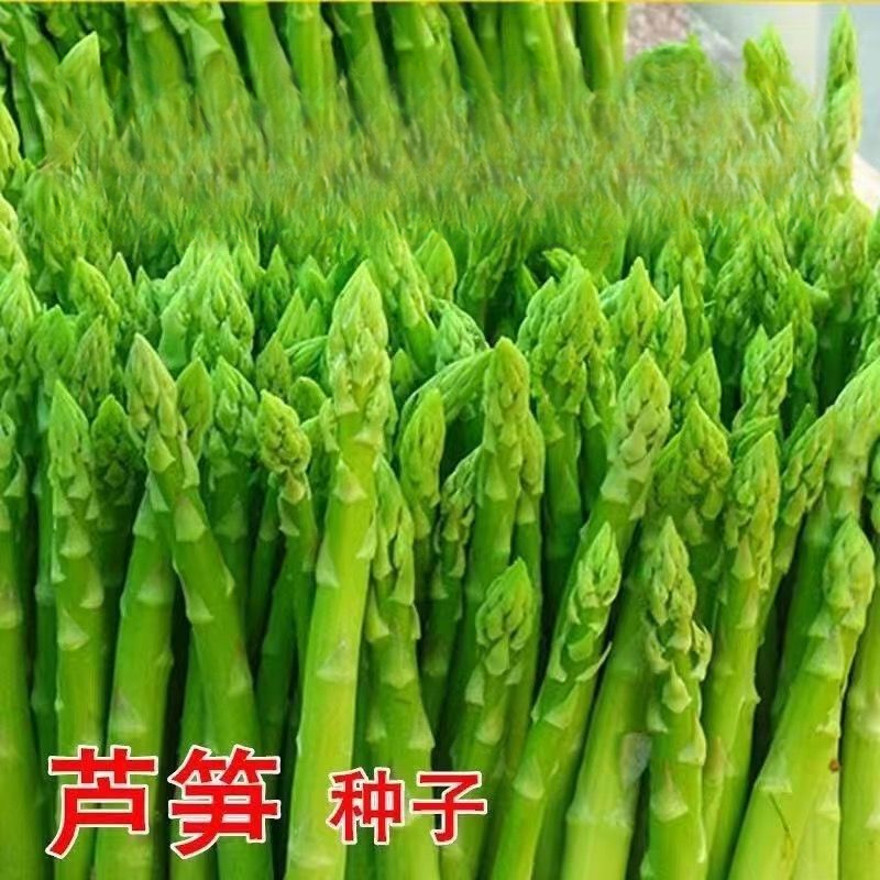 芦笋种子四季种庭院盆栽芦笋籽有机蔬菜种子