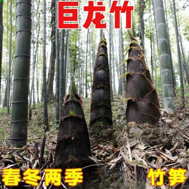 大型巨龙竹种子苗楠竹笋苗巨龙竹四季户外种植家庭阳台蔬菜种子