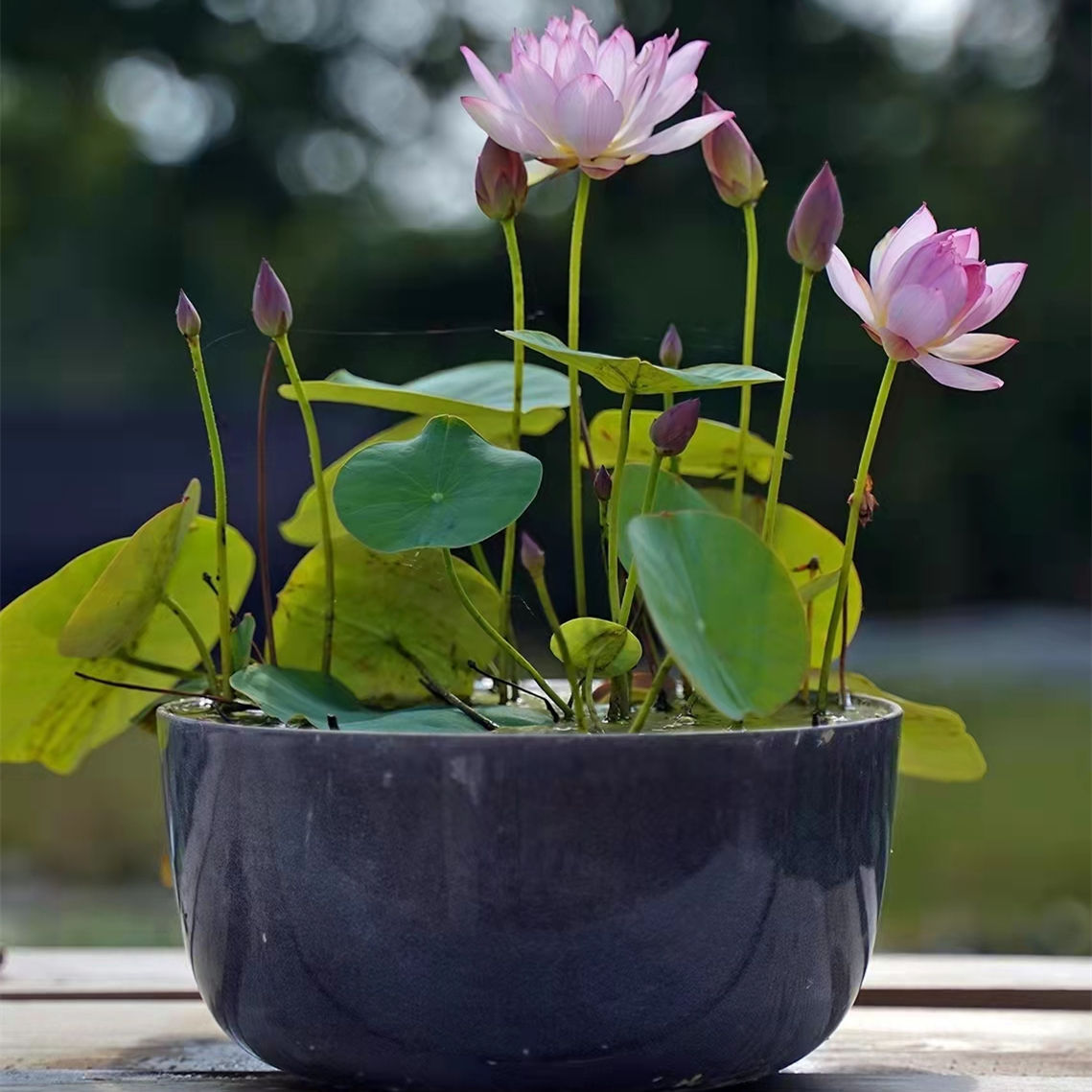 四季开花碗莲种子盆栽室内水培植物睡莲荷花种子莲花水养水培花卉