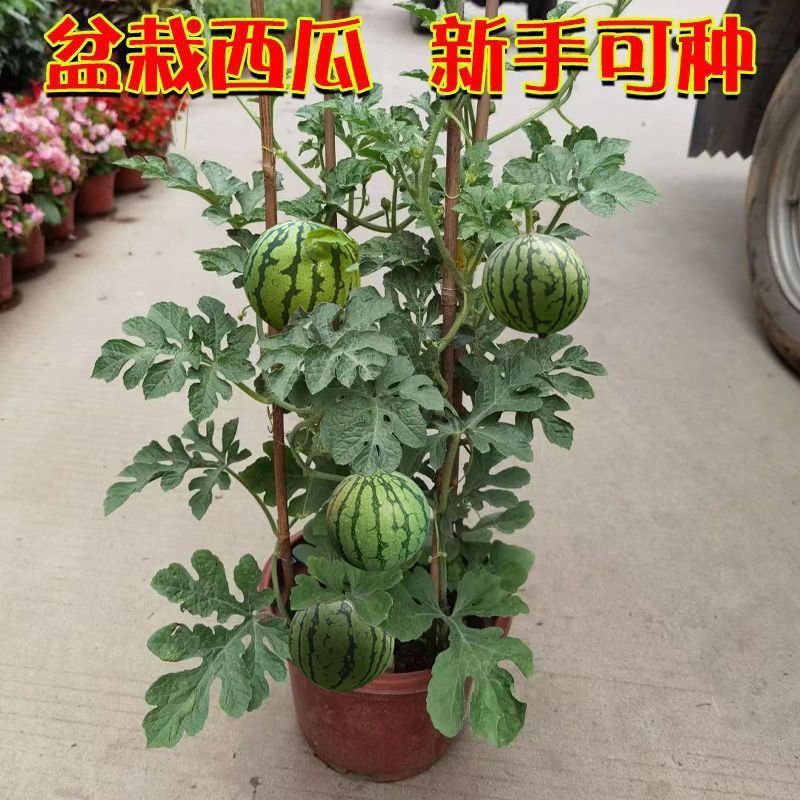 超甜麒麟蜜罐薄皮小西瓜种无籽小西瓜四季种植阳台庭院盆栽水果种