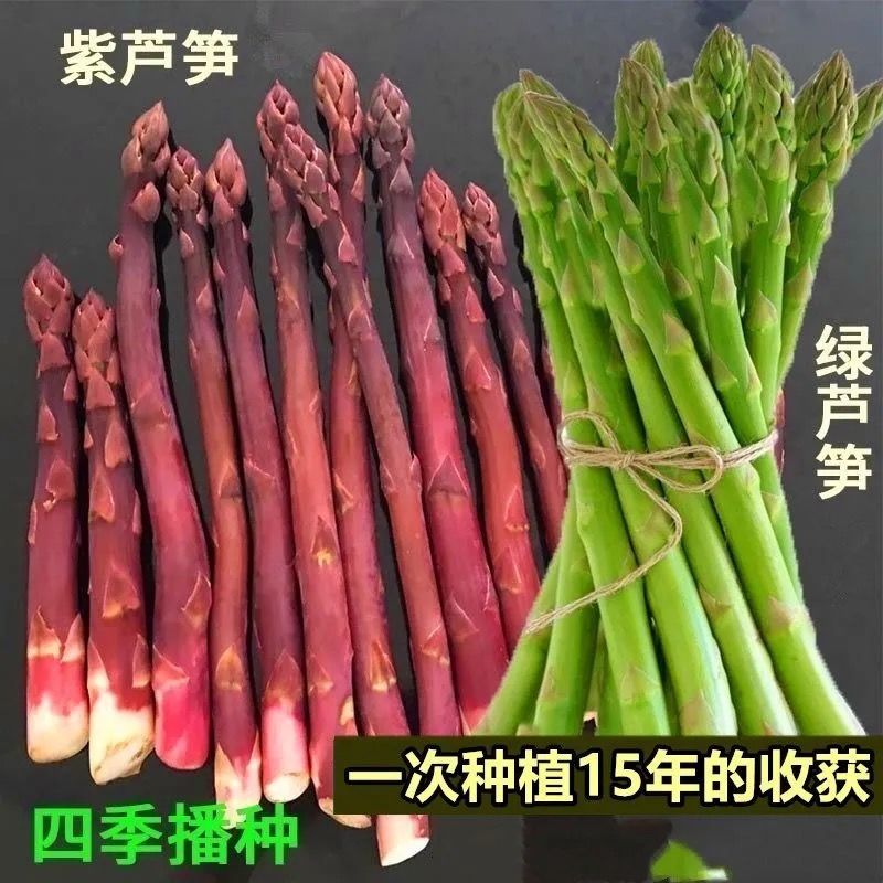 紫芦笋 白芦笋 绿芦笋种子 四季播农家蔬菜高产可盆栽蔬菜芦笋籽